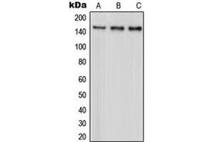 Western blot analysis of PARD3 expression in HeLa (A), A431 (B), MCF7 (C) whole cell lysates. (PARD3 Antikörper  (C-Term))
