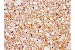 Immunohistochemistry of paraffin-embedded human brain tissue using ABIN7165855 at dilution of 1:100 (NDRG4 Antikörper  (AA 210-331))