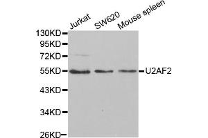 Western blot analysis of extracts of various cell lines, using U2AF2 antibody. (U2AF2 Antikörper)