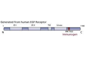 Image no. 3 for anti-Epidermal Growth Factor Receptor (EGFR) (AA 1020-1046) antibody (ABIN967697) (EGFR Antikörper  (AA 1020-1046))