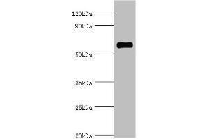 Western blot All lanes: SRSF4 antibody at 4 μg/mL + Hela whole cell lysate Secondary Goat polyclonal to rabbit IgG at 1/10000 dilution Predicted band size: 57 kDa Observed band size: 57 kDa (SRSF4 Antikörper  (AA 1-180))
