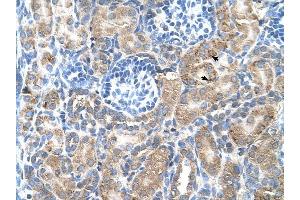 SGPP2 antibody was used for immunohistochemistry at a concentration of 4-8 ug/ml to stain Epithelial cells of renal tubule (arrows) in Human Kidney. (SGPP2 Antikörper  (C-Term))