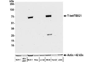 Western Blotting (WB) image for anti-T-Bet (AA 485-535) antibody (ABIN7455151)
