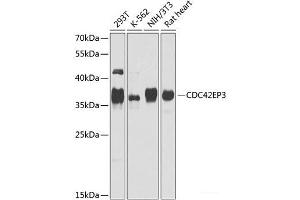 Western blot analysis of extracts of various cell lines using CDC42EP3 Polyclonal Antibody at dilution of 1:1000. (CDC42EP3 Antikörper)