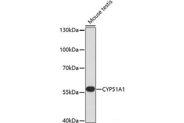 CYP51A1 抗体