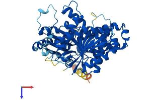 TUBB2C Protein (AA 1-445) (His tag)