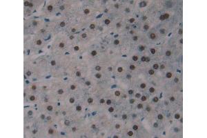 Used in DAB staining on fromalin fixed paraffin- embedded Kidney tissue (LUC7-Like 3 Antikörper  (AA 1-247))