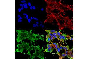 Immunocytochemistry/Immunofluorescence analysis using Mouse Anti-GluA1/GluR1 Glutamate Receptor Monoclonal Antibody, Clone S355-1 . (Glutamate Receptor 1 Antikörper  (AA 1-389) (Atto 390))
