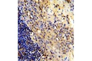 Image no. 3 for anti-CD8 (CD8) (AA 66-96), (N-Term) antibody (ABIN356887) (CD8 Antikörper  (N-Term))