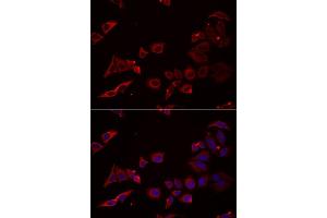 Immunofluorescence analysis of U2OS cell using NRBF2 antibody. (NRBF2 Antikörper)