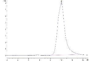 The purity of Human KLKB1 is greater than 95 % as determined by SEC-HPLC. (KLKB1 Protein (AA 20-638) (His tag))