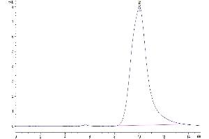 The purity of Human KLKB1 is greater than 95 % as determined by SEC-HPLC. (KLKB1 Protein (AA 20-638) (His tag))