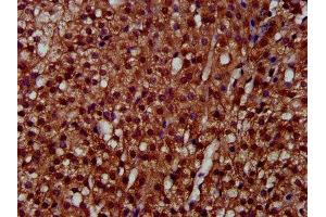 IHC image of ABIN7158788 diluted at 1:300 and staining in paraffin-embedded human adrenal gland tissue performed on a Leica BondTM system. (LAPTM4A Antikörper  (AA 181-233))