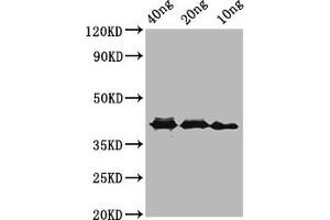Western Blot Positive WB detected in Recombinant protein All lanes: ompA antibody at 3. (OMP Antikörper  (AA 1734-2021))