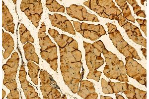 ABIN6261716 and ABIN6278189 at 1/100 staining Mouse muscle tissue by IHC-P. (FFAR1 Antikörper  (Internal Region))
