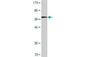 Western Blotting (WB) image for anti-Annexin A1 (ANXA1) (AA 1-346) antibody (ABIN513353)
