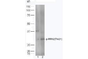 Lane 1: HeLa lysates Lane 2: Mouse spleen lysates probed with Rabbit Anti-RPA2(Thr21) Polyclonal Antibody, Unconjugated (ABIN713351) at 1:300 overnight at 4 °C. (RPA2 Antikörper  (pThr21))