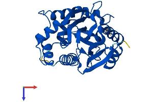 NNMT Protein (AA 1-264) (His tag)