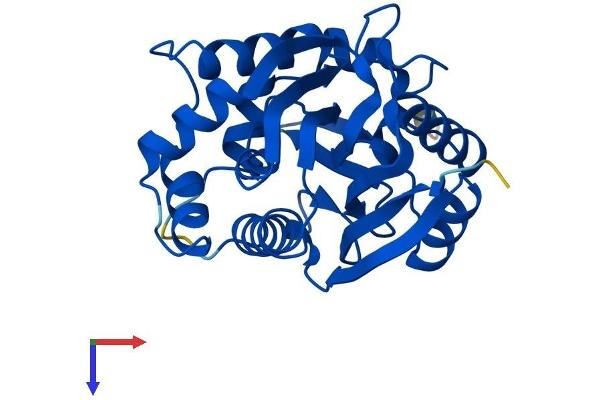 NNMT Protein (AA 1-264) (His tag)