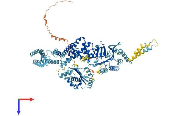 MSH5 Protein (AA 1-834) (His tag)