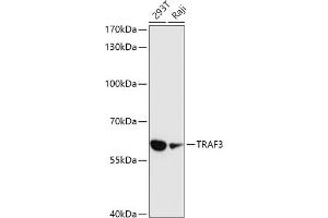 Western blot analysis of extracts of various cell lines, using TR antibody (ABIN1683119, ABIN3015367, ABIN3015368 and ABIN6214012) at 1:1000 dilution. (TRAF3 Antikörper  (AA 1-100))