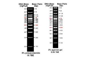 Image no. 1 for AccuBand™ 100 bp+3K DNA Ladder II (ABIN5662592) (AccuBand™ 100 bp+3K DNA Ladder II)