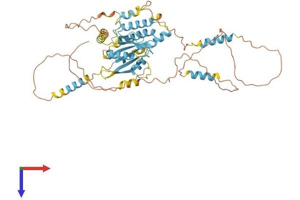 DYNC1LI1 Protein (AA 1-523) (His tag)