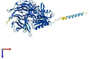 DPP4 Protein (AA 1-760) (His tag)