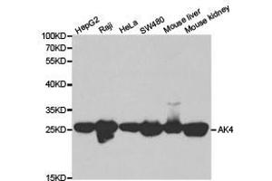 Western Blotting (WB) image for anti-Adenylate Kinase 4 (AK4) antibody (ABIN1870894) (AK4 Antikörper)