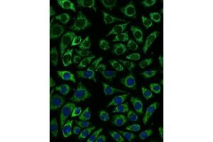 Immunofluorescence analysis of L929 cells using IDH3A antibody (ABIN7268029) at dilution of 1:100. (IDH3A Antikörper  (AA 28-366))