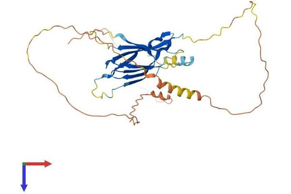FNDC8 Protein (AA 1-321) (His tag)