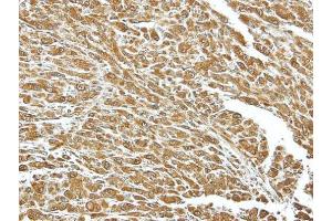 Immunohistochemistry (IHC) image for anti-Heat Shock 70kDa Protein 8 (HSPA8) (C-Term) antibody (ABIN2854950)