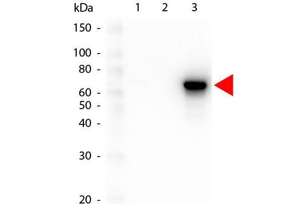 AKT3 anticorps  (Internal Region) (FITC)