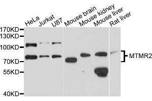 Western blot analysis of extracts of various cells, using MTMR2 antibody. (MTMR2 Antikörper)