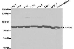 Western blot analysis of extracts of various cell lines, using HSPA8 antibody. (Hsc70 Antikörper  (AA 1-300))