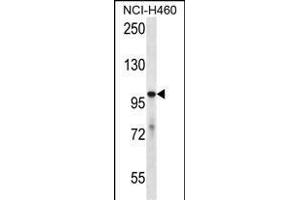 USP6 Antibody  (ABIN650700 and ABIN2839178) western blot analysis in NCI- cell line lysates (35 μg/lane). (USP6 Antikörper  (C-Term))
