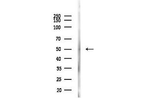 Western blot analysis of lysates from Mouse liver, using Phospho-CDC25B (Ser323) Antibody at 1/1000 dilution.
