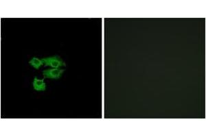 Immunofluorescence analysis of A549 cells, using LY6E Antibody.