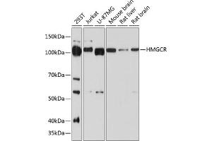 Western blot analysis of extracts of various cell lines, using HMGCR antibody (ABIN7265326) at 1:1000 dilution. (HMGCR Antikörper)