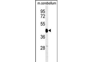 Western blot analysis of SGTB Antibody (N-term) (ABIN651267 and ABIN2840162) in mouse cerebellum tissue lysates (35 μg/lane). (SGTB Antikörper  (N-Term))