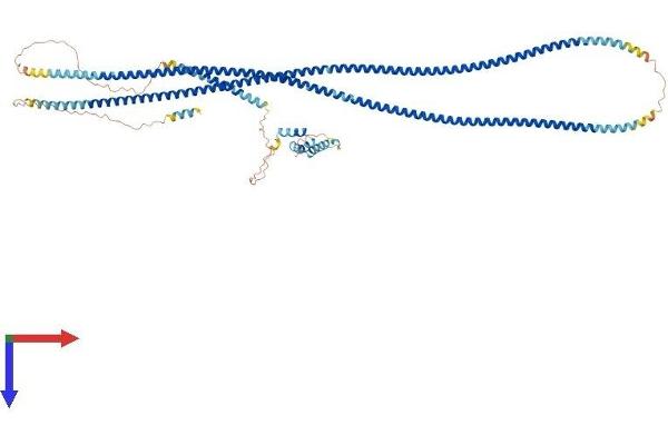 GOLGA1 Protein (AA 1-767) (His tag)