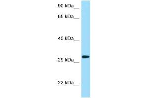 Western Blotting (WB) image for anti-Killer Cell Lectin-Like Receptor Subfamily C, Member 1 (KLRC1) (N-Term) antibody (ABIN2788755)