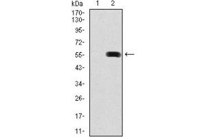 Western Blotting (WB) image for anti-Pancreatic and Duodenal Homeobox 1 (PDX1) antibody (ABIN1845723)