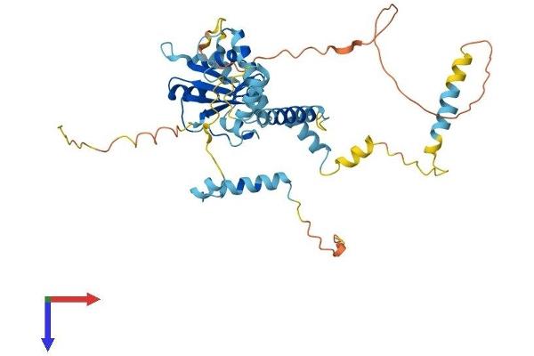 RBM41 Protein (AA 1-413) (His tag)