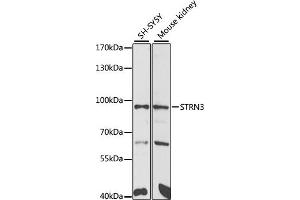 Western blot analysis of extracts of various cell lines, using STRN3 antibody (ABIN6129134, ABIN6148646, ABIN6148648 and ABIN6222490) at 1:1000 dilution. (STRN3 Antikörper  (AA 200-460))