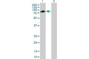 Western Blot analysis of TRIM55 expression in transfected 293T cell line by TRIM55 MaxPab polyclonal antibody. (TRIM55 Antikörper  (AA 1-452))