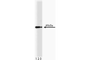 Western blot analysis of PI3-Kinase on a A431 lysate. (PIK3CA Antikörper  (AA 562-724))