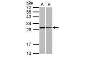 Image no. 1 for anti-Syntaxin 3 (STX3) (AA 1-214) antibody (ABIN1501220) (STX3 Antikörper  (AA 1-214))