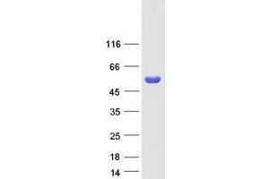 Western Blotting (WB) image for Secretion Regulating Guanine Nucleotide Exchange Factor (SERGEF) protein (Myc-DYKDDDDK Tag) (ABIN2731712)