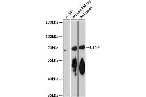 Western blot analysis of extracts of various cell lines, using NTN4 antibody (ABIN6128371, ABIN6144901, ABIN6144902 and ABIN6217888) at 1:3000 dilution. (Netrin 4 Antikörper  (AA 290-520))